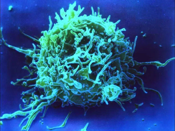 Killer-T-Cell-2-Cancer